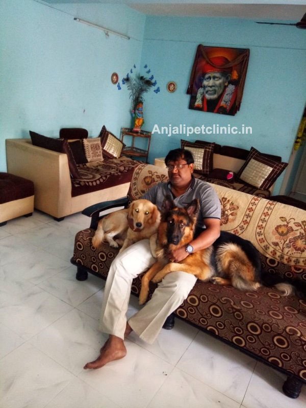 GSD and Golden Retriever Pet Owner