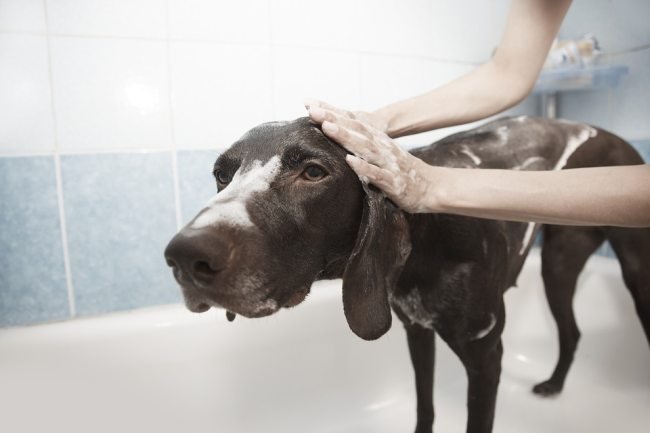 how often should i bathe my adult dog