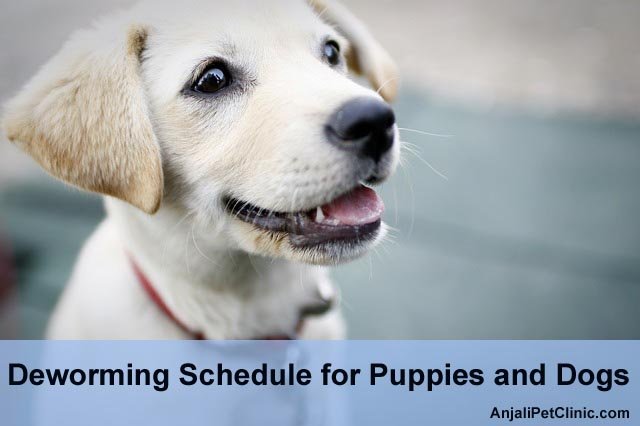 Dog and puppy deworming schedule 